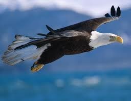 Eagle Flying.jpg Eagle Flying.jpg